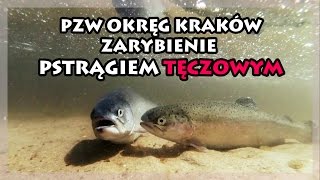 Wędkarstwo  PZW Okręg Kraków  zarybianie pstrągiem tęczowym [upl. by Yauqaj966]