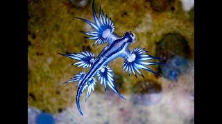 Glaucus Atlanticus quotMavi ejderhaquot Zehir Dolu Bir Masal [upl. by Mindy]