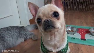 Chihuahua dog and Persian Cat behavior to a whistle [upl. by Nart23]