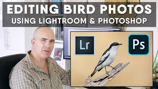 Editing Bird Photos In Lightroom amp Photoshop  How I Select Edit Process Raw File Start to Finish [upl. by Gnuy995]