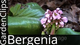 Bergenia cordifolia  Elephant Eared Saxifrage  Elephant Ears  Pig Squeak  How to grow Bergenia [upl. by Trillbee]