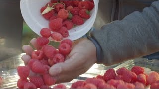 Driscoll’s Raspberries  Pursuit of Flavor [upl. by Ronn854]