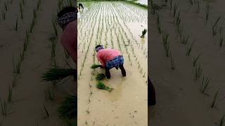 Transplanting Paddy in Line shorts [upl. by Darrell]