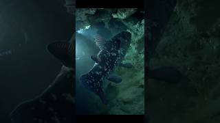 coelacanth fish ikan purba [upl. by Fraze]