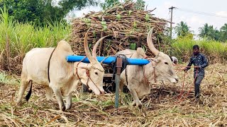 New Bullock Cart Heavy load accident in stuck  buffalocart bullockcart buffalo cow Bullock [upl. by Gilly]