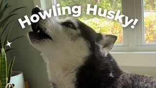 Husky howling 1 minute of howling guaranteed to make your dog howl along [upl. by Eehsar691]