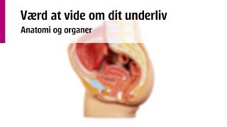 Underlivet Anatomi og organer [upl. by Carrol]