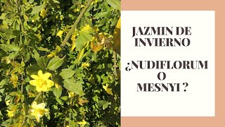 JAZMIN DE INVIERNO ¿NUDIFLORUM O MENSNYI [upl. by Etnud96]