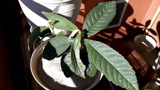 Growing Loquat Trees from Seeds Days 134177 [upl. by Jakoba495]