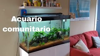 Acuario comunitario de 240 litros [upl. by Imefulo]