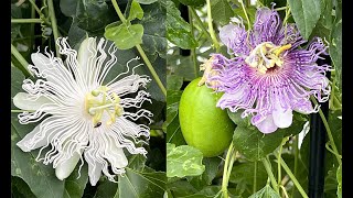 DEUX SUPERBES PASSIFLORES RUSTIQUES AUX DÉLICIEUX FRUITS COMESTIBLES jardiner ça fait du bien N°43 [upl. by Aihsinyt]