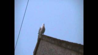 Seagull eats 5 live bats [upl. by Relyk]