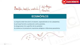 HEMATOLOGÍA Todo sobre los Leucocitos  Funciones Tipos [upl. by Mairb]