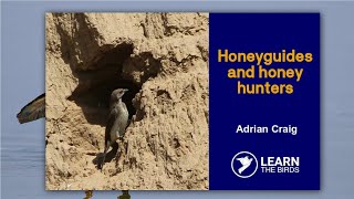 Honeyguides and honey hunters [upl. by Kirwin949]