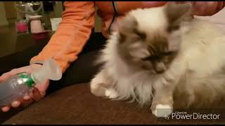 Tips and Tricks on using the Aerokat chamber in Cats [upl. by Jo Ann789]