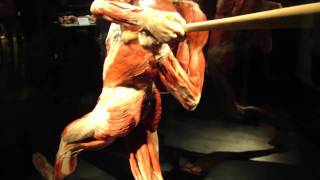 Body Worlds The Gymnast and The Baseball Player [upl. by Gottfried]