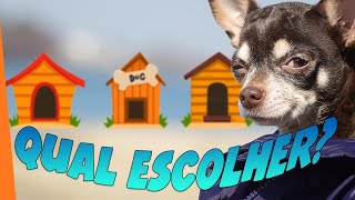 CASINHAS de Cachorro como escolher a melhor [upl. by Ramma]