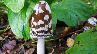 Brielmeersen Paddenstoelen [upl. by Matejka]