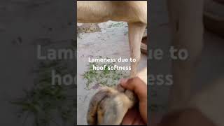 Lameness Lameness in goat Lameness in animals Treatment of lameness Reasons of lameness [upl. by Kerril]