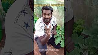 😝 Gundu Kathirikayin abara Valarchi 😂 gardening maadithottam diy diyplant shorts viralvideo [upl. by Ottinger735]