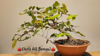 Bonsai Parrotia Persica Vanessa [upl. by Christianna943]