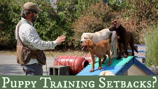 Top 5 Pro Tips for Dealing with Puppy Training Setbacks Part 1 [upl. by Ulrike]