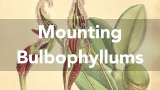 Mounting a bulbophyllum orchid bulbophyllum fascinator [upl. by Bette]