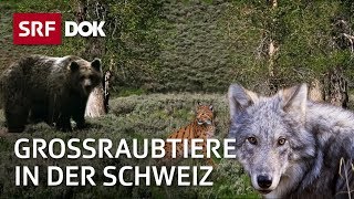 Wolf Luchs und Bär  Die Rückkehr der grossen Raubtiere in die Schweiz  Doku  SRF Dok [upl. by Aihsyt]