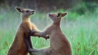 Kangaroo Boxing  Attenborough  BBC Earth [upl. by Nickolaus]