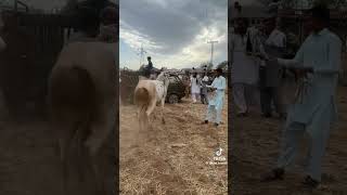 Fateh Jangi bull tiktok [upl. by Euqitsym]