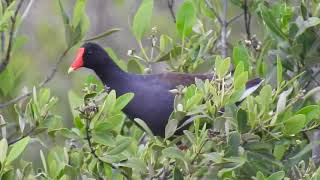 Common Gallinule call [upl. by Imeaj296]