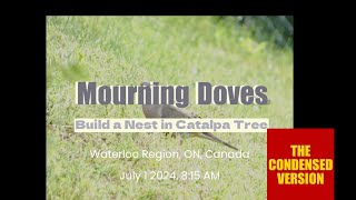 Mourning Doves Build a Nest July 1 2024 Condensed Version [upl. by Ciprian709]