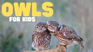 Owls for Kids  Learn fun facts about these cool birds [upl. by Eppesuig]