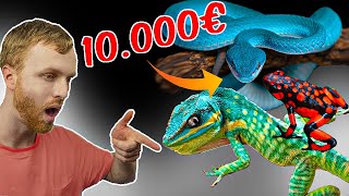 Las Mejores Colecciones de Reptiles en Youtube [upl. by Betthezul92]