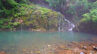 Small Waterfall and Birdsong in the Mysterious Moss Valley [upl. by Kciregor]