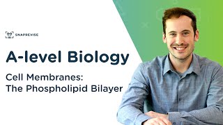 Cell Membranes The Phospholipid Bilayer  Alevel Biology  OCR AQA Edexcel [upl. by Parrnell]