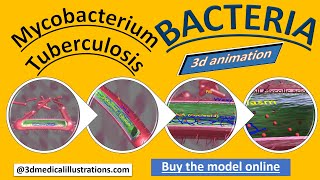 tubercular bacilli  mycobacterium tuberculosis I mycobacterium tuberculi I tb bacteria structure [upl. by Rollet]