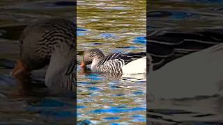 Greylag geese [upl. by Niroht]