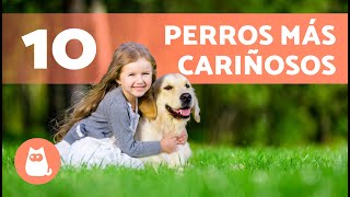 10 RAZAS de PERROS más CARIÑOSOS del mundo 🐶❤️ [upl. by Odlanyar]