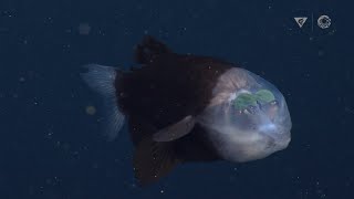 New deepsea sighting The barreleye fish has a transparent head and tubular eyes [upl. by Einalam]