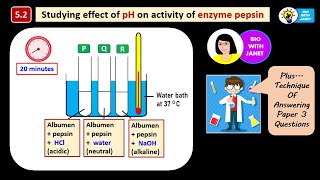 BIOLOGY SPM FORM 4 ACTIVITY 52 EXPERIMENT EFFECT OF pH ON ACTIVITY OF ENZYME PEPSIN kssm [upl. by Swart686]