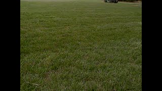 Fall Fescue Lawn Tips [upl. by Akemrej]