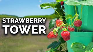 Grow Strawberries in Vertical Containers 🍓FULL GROW GUIDE [upl. by Lleze]