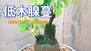 第639弹：低木腺蔓adenia fruticosa——古老智慧与现代医学的奇迹交汇 [upl. by Justino234]