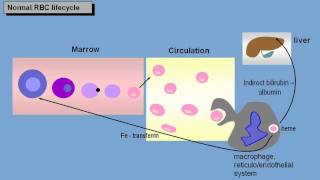 Anemia basic pathophysiology  normal red cell lifecycle [upl. by Vento]