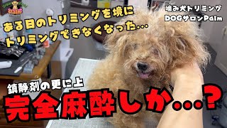 初来店！！鎮静剤でもお顔周りがカットできないトイプードルの噛み犬トリミング！！ [upl. by Emina171]