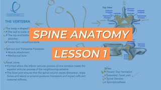 Spine Anatomy Lesson 1 [upl. by Uhp]