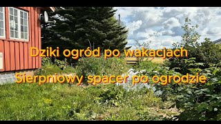 Dziki ogród po wakacjach  Sierpniowy spacer po ogrodzie [upl. by Cavallaro]