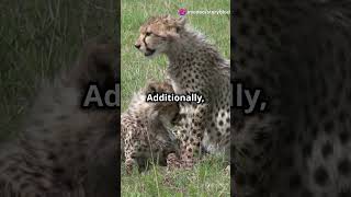 Why Baby Cheetahs Have Mohawks [upl. by Ymrots798]