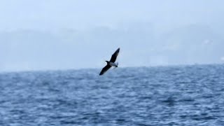 Svartvingad vadarsvala Blackwinged pratincole glareola nordmanni 20240802 Rönnen [upl. by Ycinuq943]